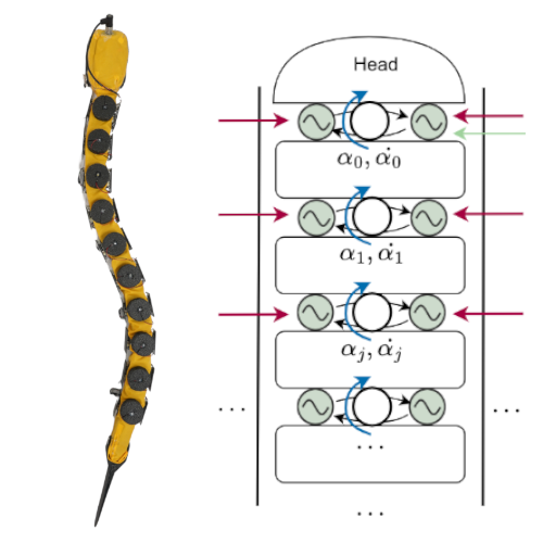 Deep reinforcement learning for investigating stretch feedback during swimming of the lamprey